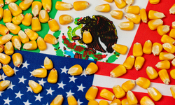 U.S. Tries to Force Potentially Hazardous GM Corn on Mexico